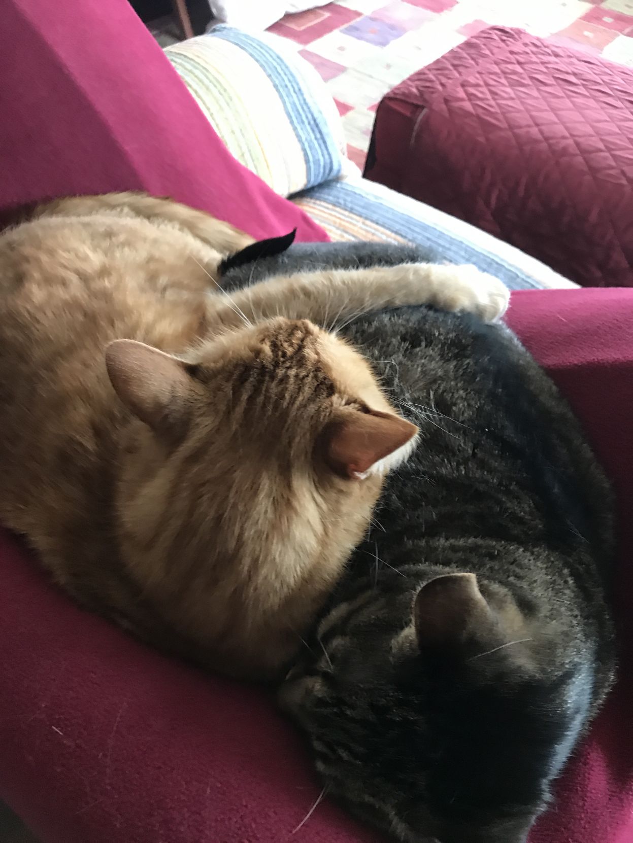 Teddy and Melly